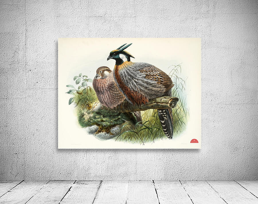 Purcasia xanthospila. 1872 Wall Preview