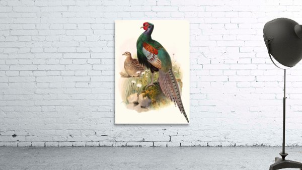 Phasianus versicolor. 1872 Wall Preview