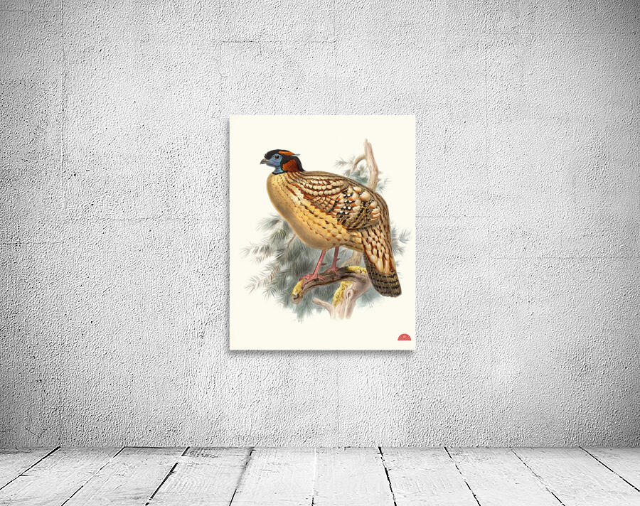 Ceriornis Caboti. 1872 Wall Preview