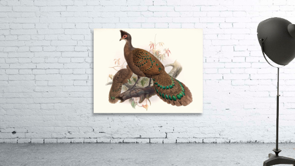 Polyplectron bicalcaratum. 1872 Wall Preview