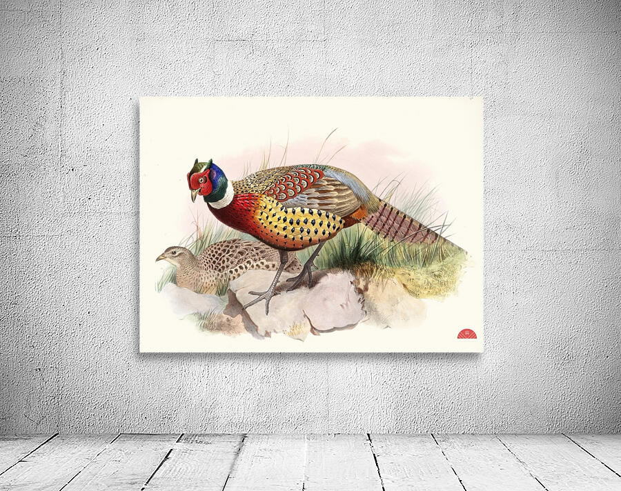 Phasianus torquatus. 1872 Wall Preview