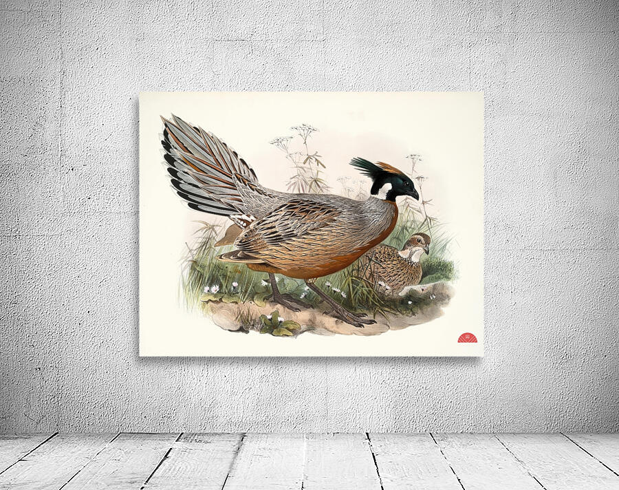 Purcasia Darwini. 1872 Wall Preview