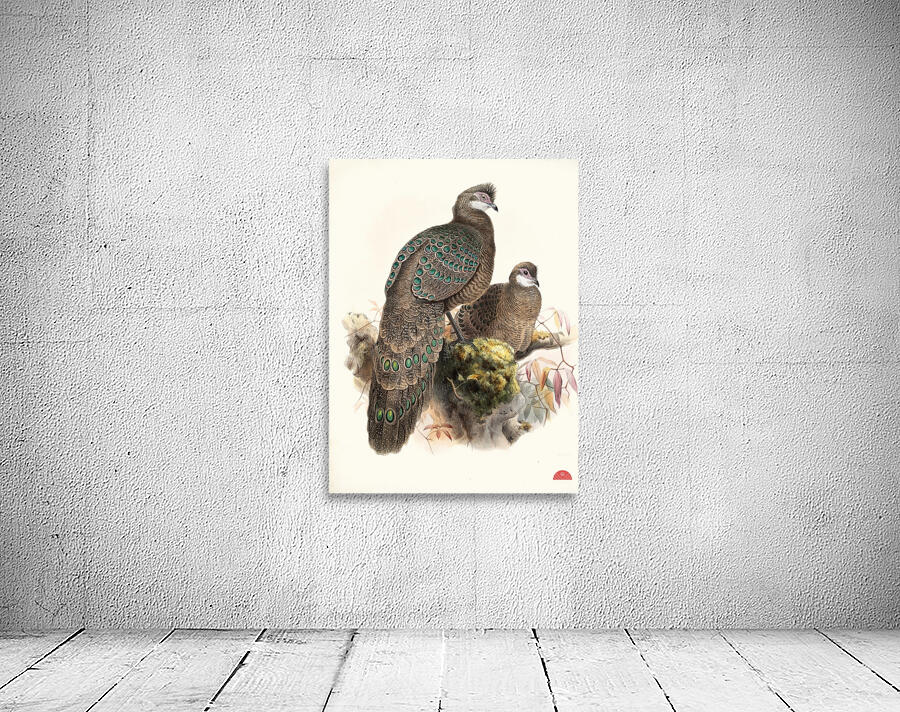 Polyplectron thibetanum. 1872 Wall Preview