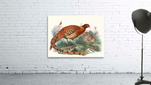 Phasianus Soemmerringii. 1872 Wall Preview