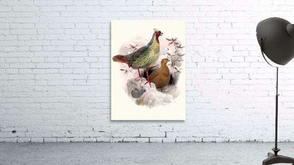 Ithalginis cruentus. 1872 Wall Preview