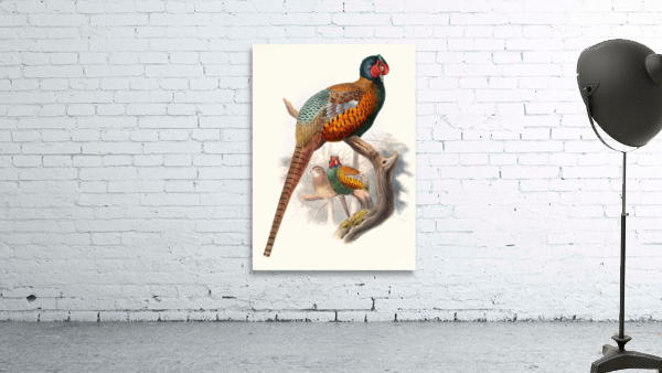 Phasianus elegans. 1872 Wall Preview