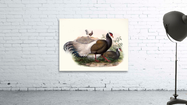 Crossoptilon mantchuricum. 1872 Wall Preview