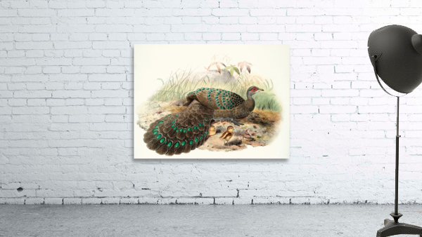 Polyplectron Germaini. 1872 Wall Preview