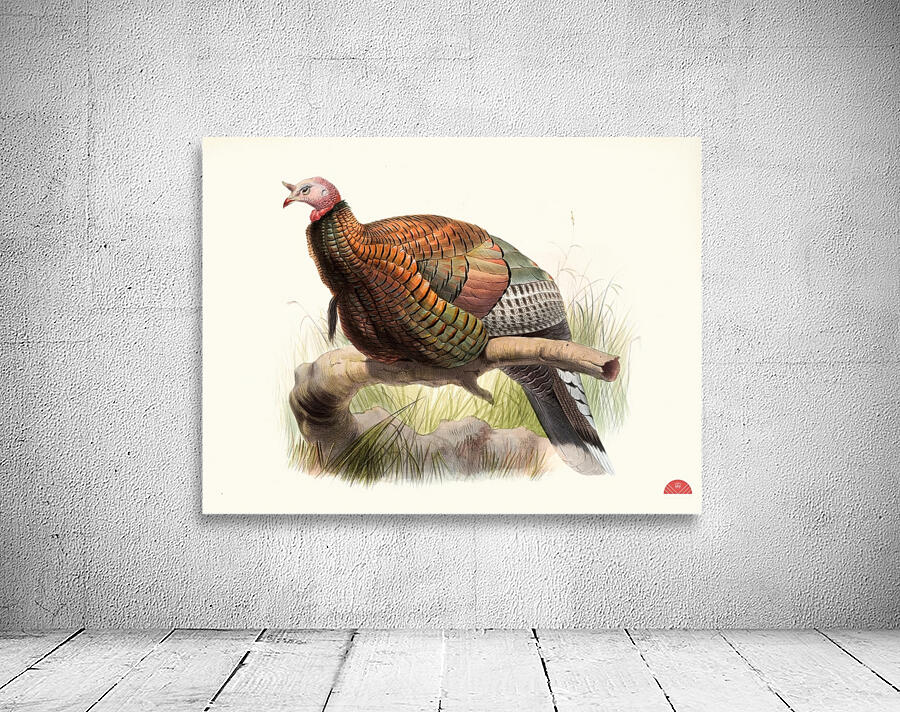 Meleagris Mexicana 1872 Wall Preview