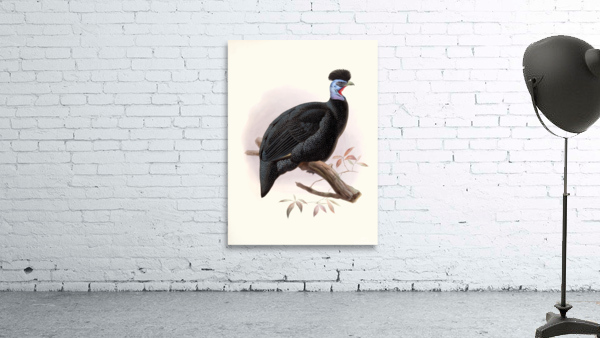 Numida Pucherani. 1872 Wall Preview