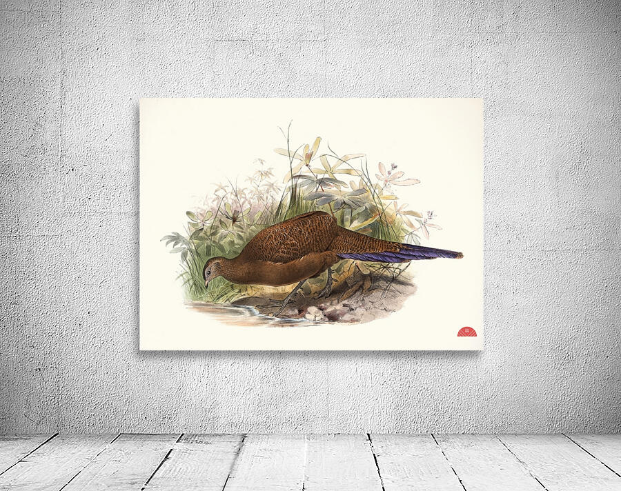 Polyplectron chalcurum. 1872 Wall Preview