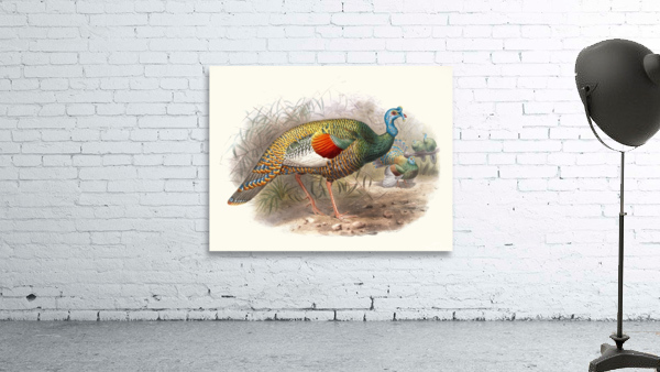 Melaeacris Ocellata 1872 Wall Preview