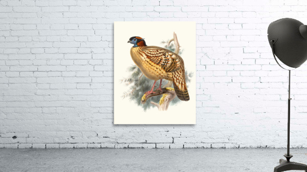 Ceriornis Caboti. 1872 Wall Preview