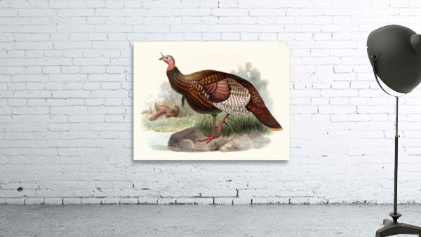 Meleagris gallopavo. 1872 Wall Preview
