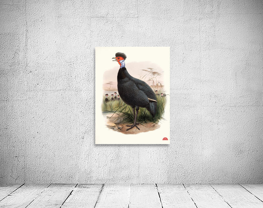 Numida Granti. 1872 Wall Preview