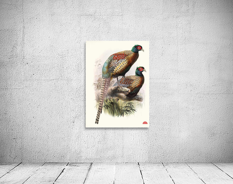 Phasianus Deccollatus 1872 Wall Preview