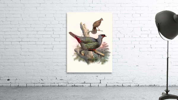 Ithaginis Geoffroyi. 1872 Wall Preview