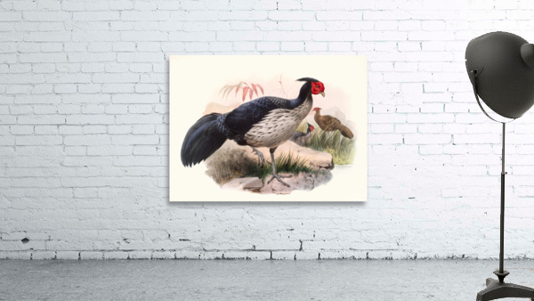 Euplocamus melanotis. 1872 Wall Preview