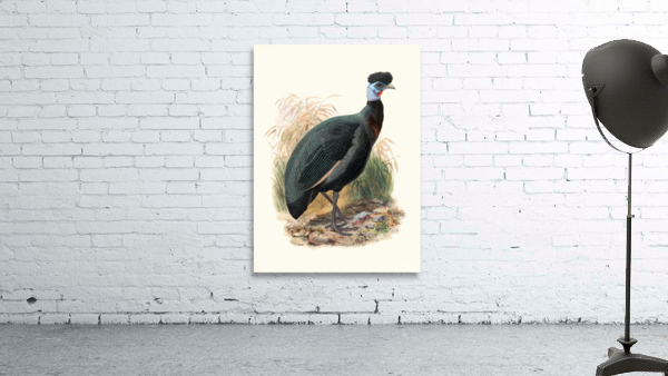 Numida Verreauxii. 1872 Wall Preview