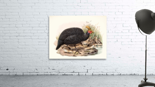 Numida coronata. 1872 Wall Preview