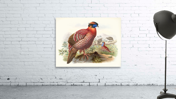 Ceriornis melanocephala. 1872 Wall Preview