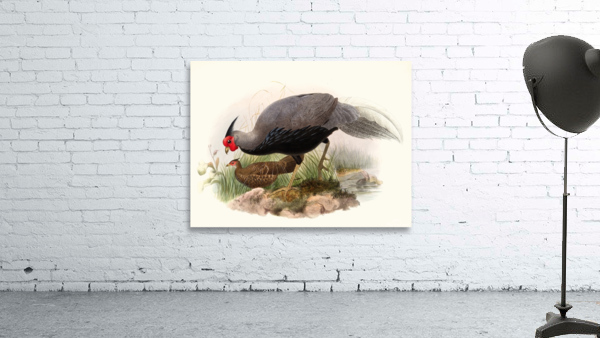 Euplocamus lineatus. 1872 Wall Preview