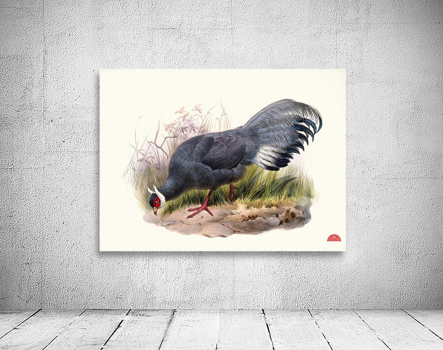 Crossoptilon auritum. 1872 Wall Preview