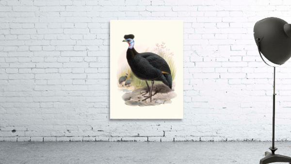 Numida cristata. 1872 Wall Preview