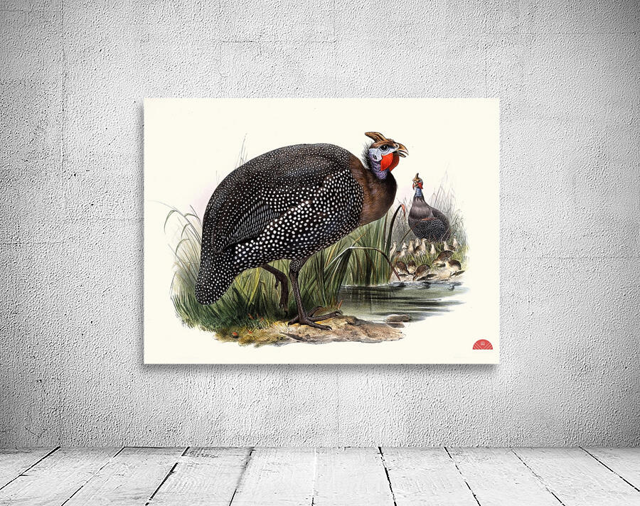 Numida meleagris. 1872 Wall Preview