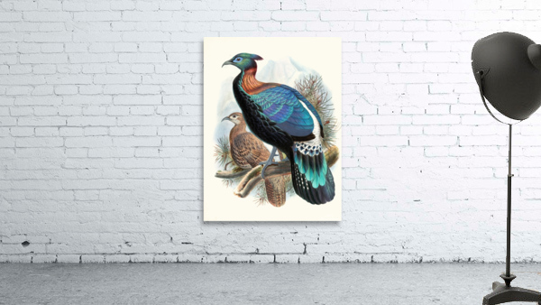 Lophophorus Lhuysii. 1872 Wall Preview