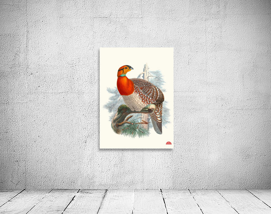 Ceriornis Blythii. 1872 Wall Preview