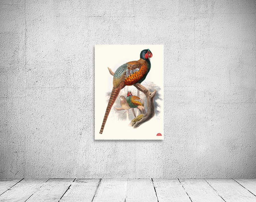Phasianus elegans. 1872 Wall Preview