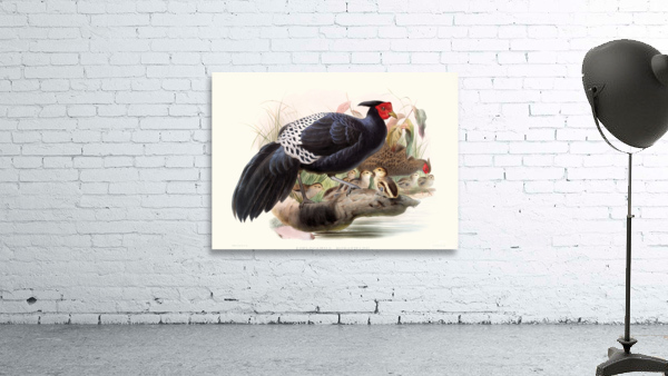 Euplocamus Horsefieldii 1872 Wall Preview