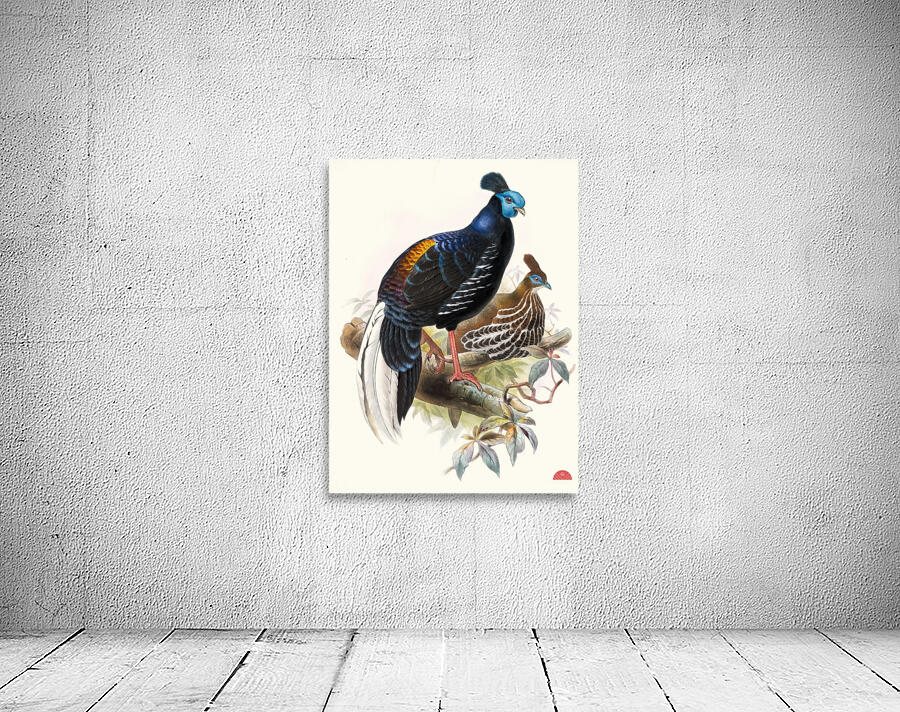 Euplocomus ignitus. 1872 Wall Preview