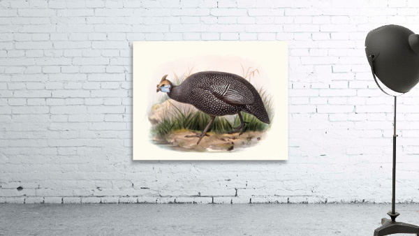 Numida ptilorhyncha. 1872 Wall Preview