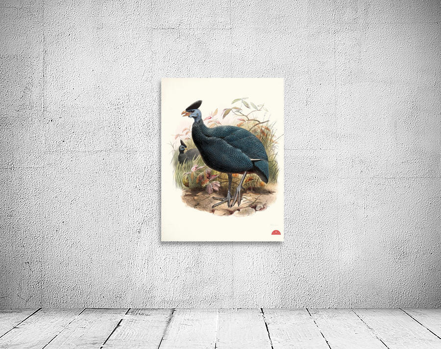 Numida plumifera. 1872 Wall Preview