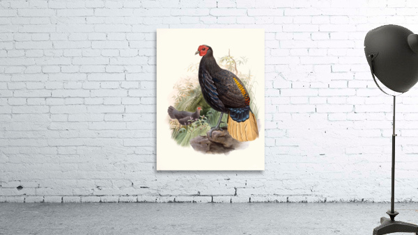 Euplocamus Pyronotus 1872 Wall Preview