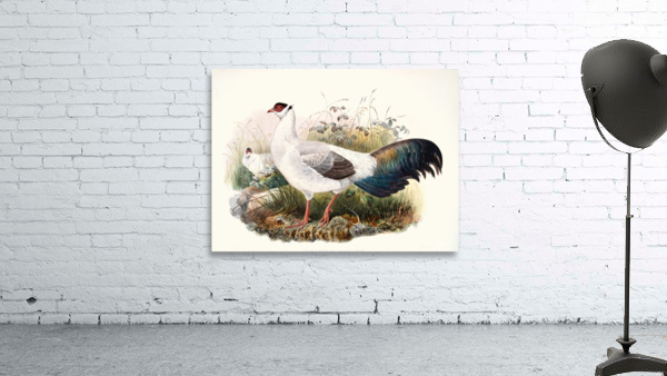 Crossoptilon thibetanum. 1872 Wall Preview