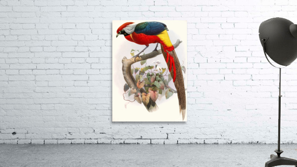 Hybrid Pheasant. 1872 Wall Preview