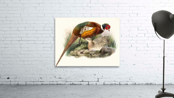 Phasianus mongolicus. 1872 Wall Preview
