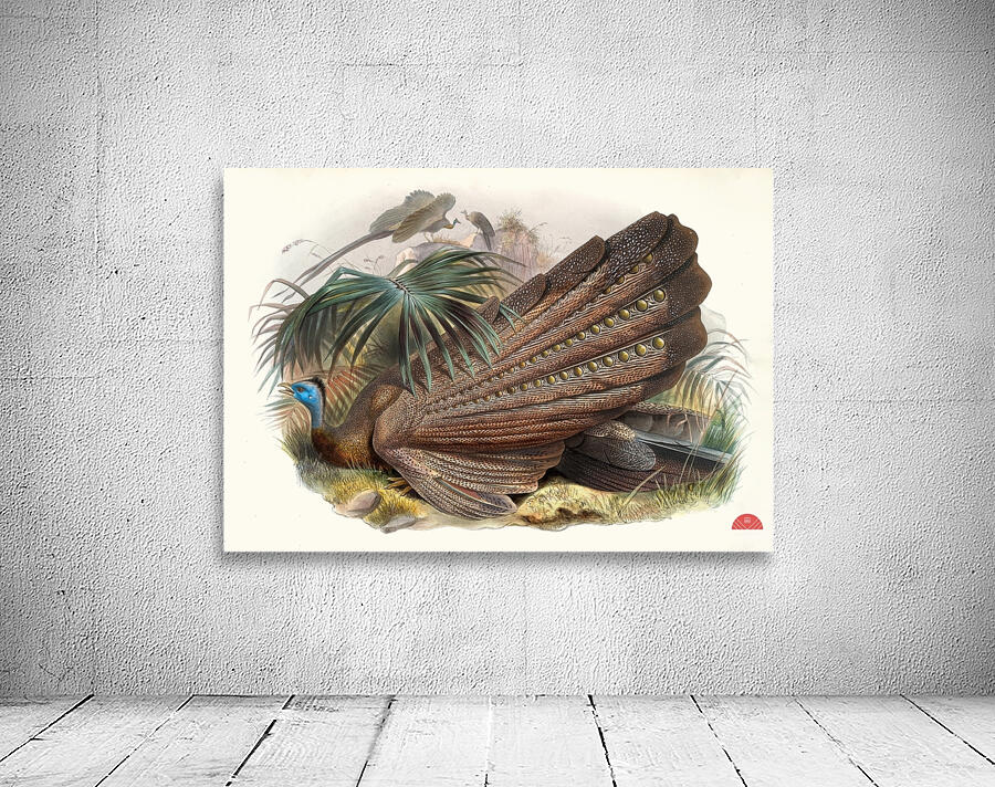 Argus giganteus. 1872 Wall Preview