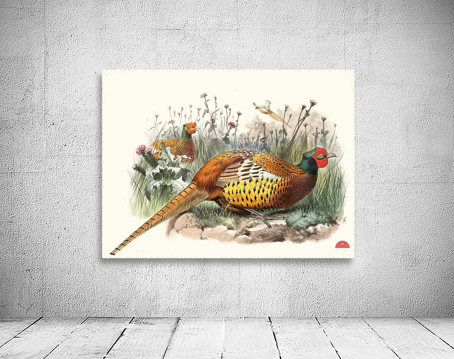 Phasianus Shawii. 1872 Wall Preview