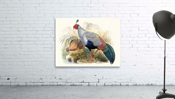 Euplocamus prælatus. 1872 Wall Preview