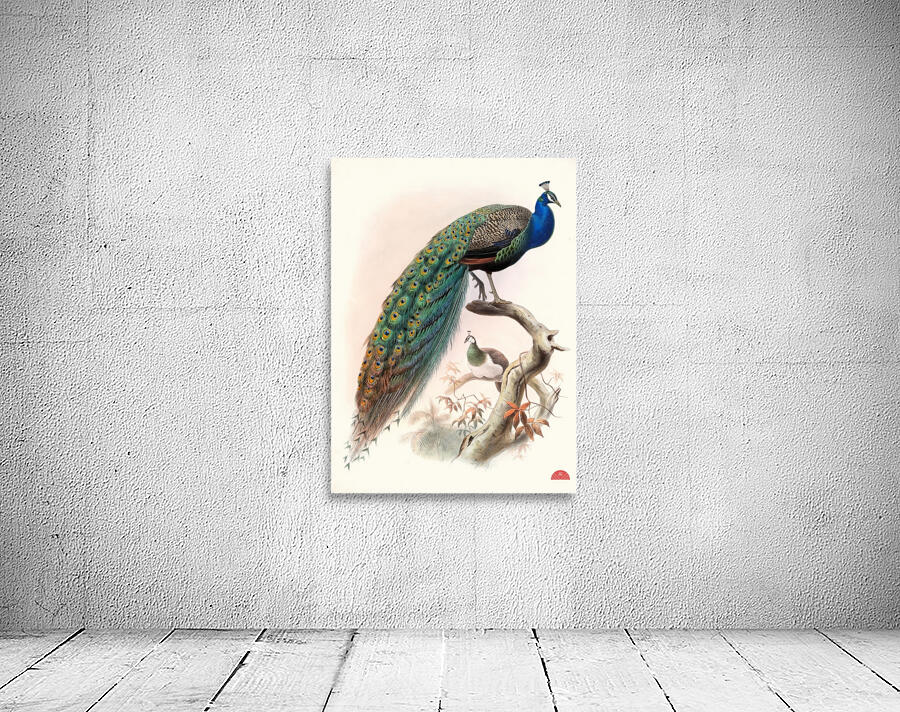 Pavo cristatus. 1872 Wall Preview