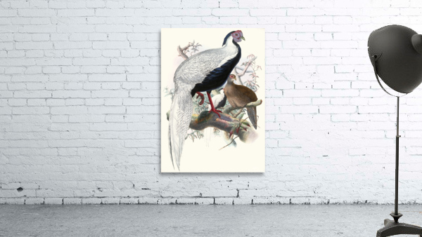 Euplocomus nycthemerus. 1872 Wall Preview