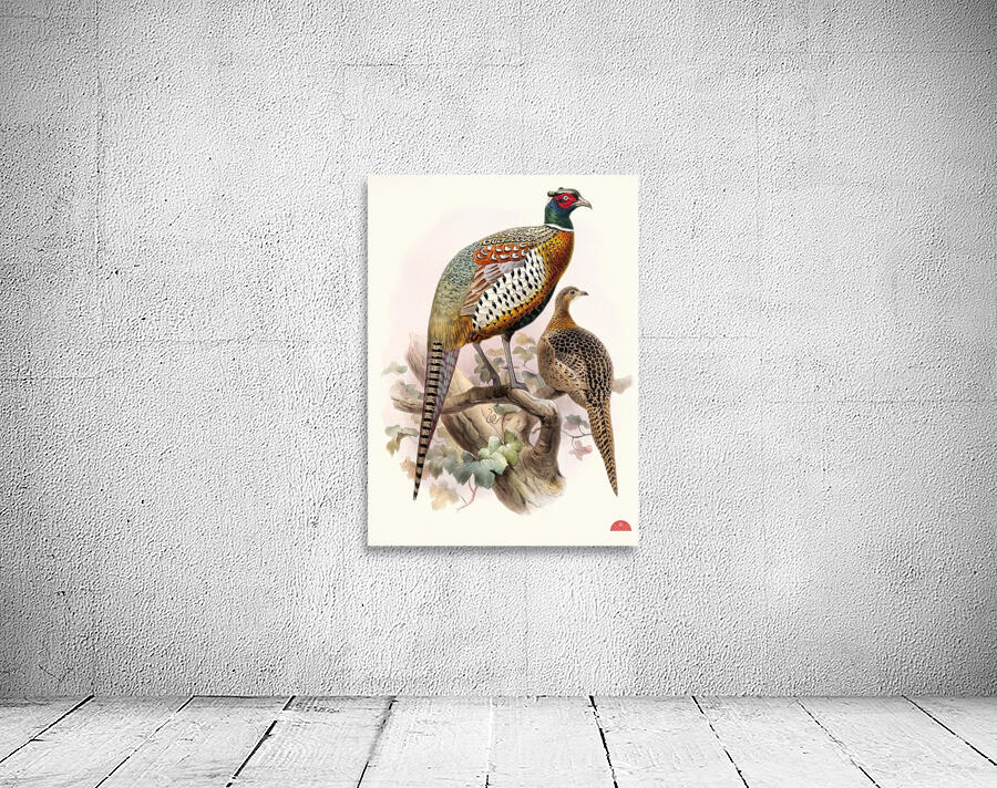 Phasianus formosanus. 1872 Wall Preview