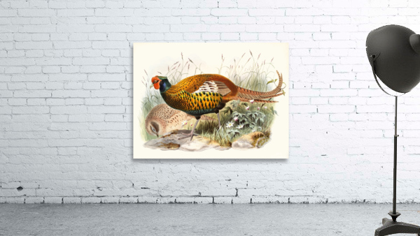 Phasianus insignis. 1872 Wall Preview