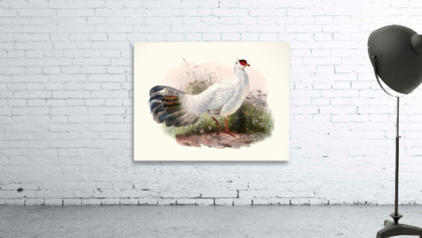 Crossoptilon Drouynii. 1872 Wall Preview