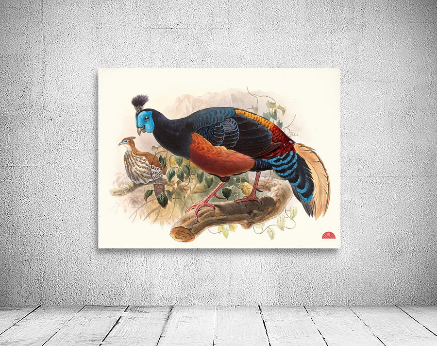 Euplocamus nobilis. 1872 Wall Preview