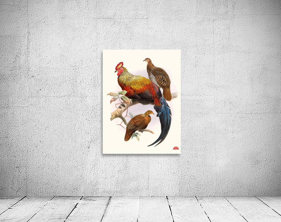 Gallus La-Fayettei. 1872 Wall Preview